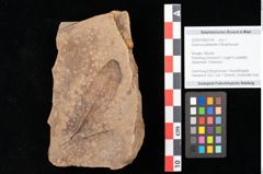 Foto (Objekt + Etikett) von Quercus palaeoilex Ettingshausen (NHMW-GEO-2024-0188-0742)